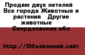 Продам двух нетелей - Все города Животные и растения » Другие животные   . Свердловская обл.